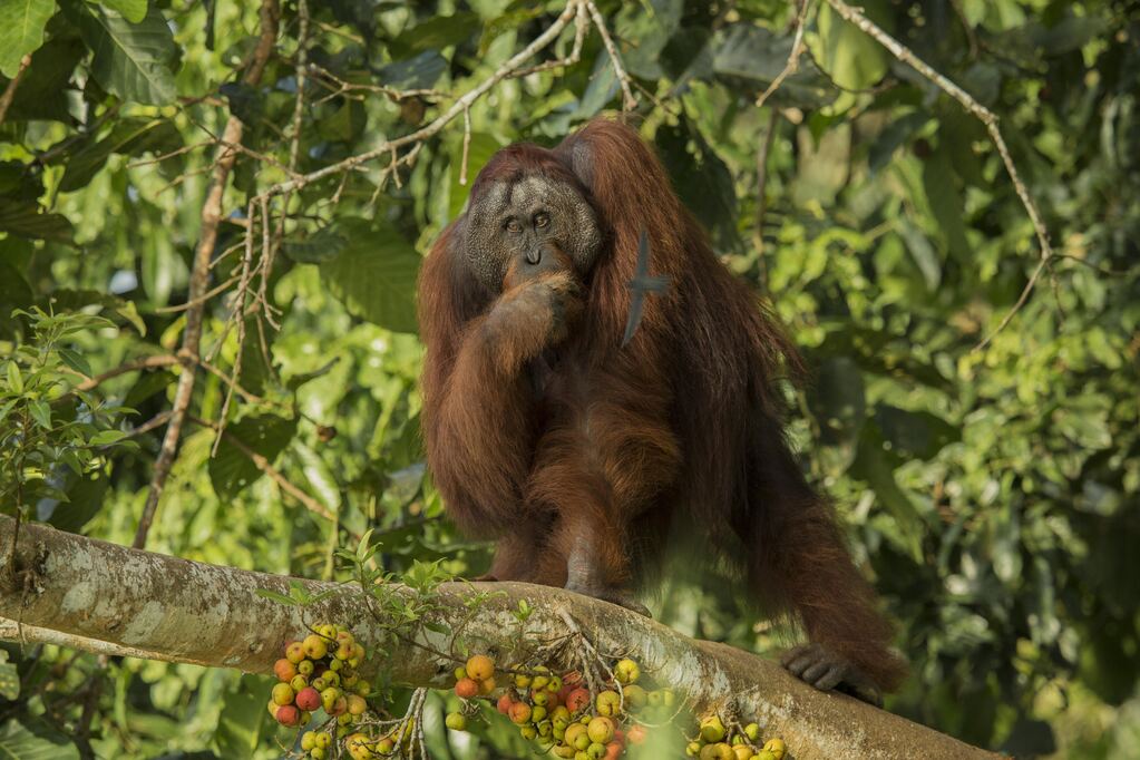 Ga Borneo Orangutan Credit Sticky Rice