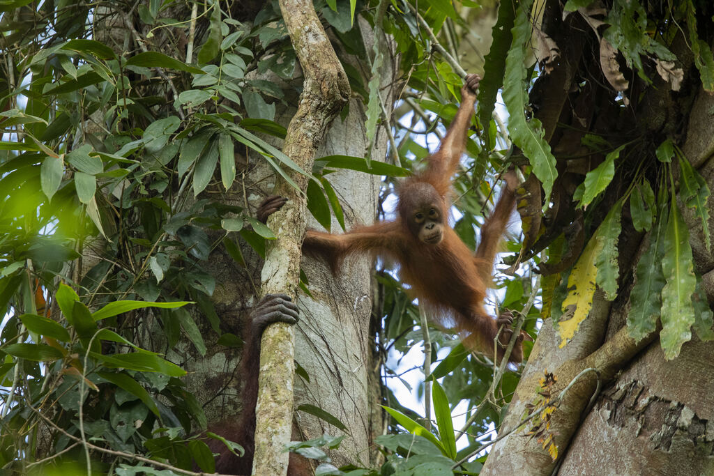 Ga Borneo Orangutan Credit Sticky Rice