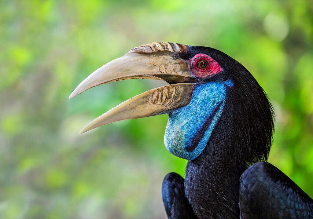 St Borneo Great Hornbill