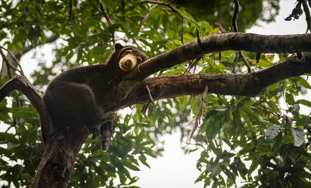 St Borneo Sun Bear Credit Lillian Tveit