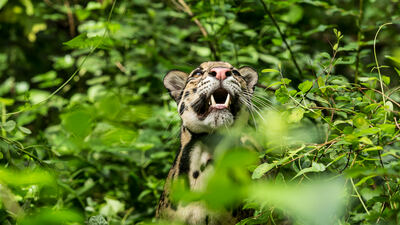 St Borneo Clouded Leopard